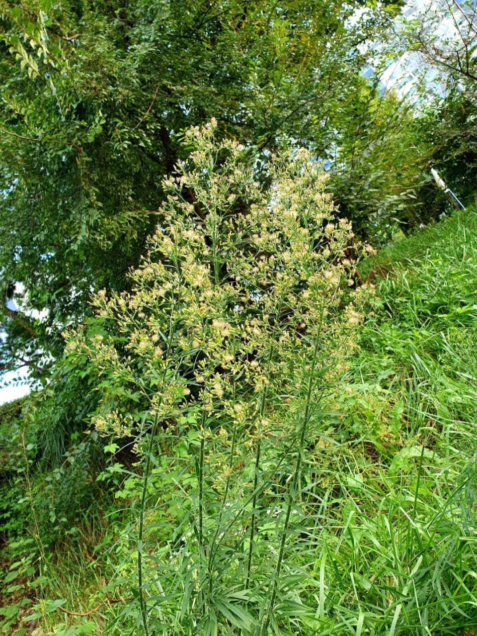 小蓬草的正确吃法,探索美味与健康的天然食材!
