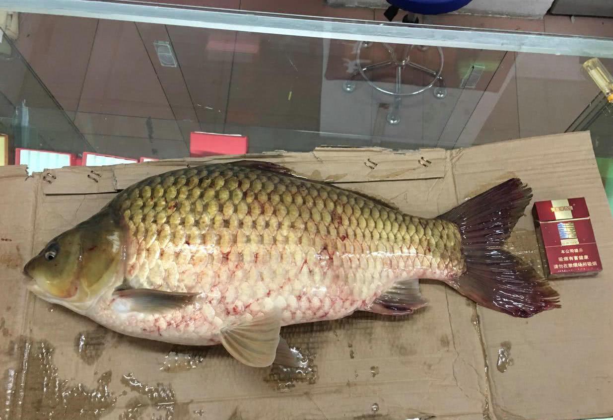 长得像鲤鱼却不是鲤鱼,无法繁殖后代,却经常被当作土鲫鱼出售