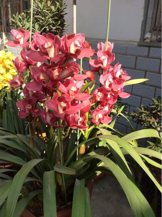 养盆"大将军",植株强壮,花大色美,养护简单