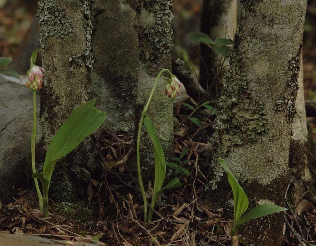 中国极小种群野生植物——贵州地宝兰