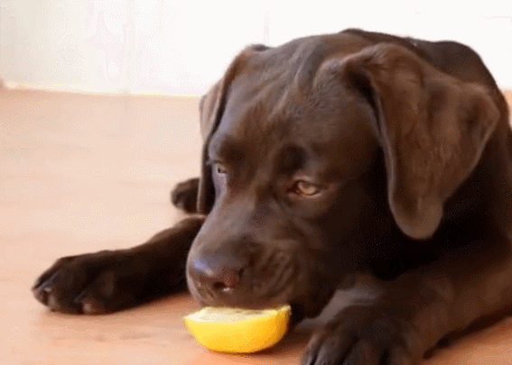 1,柠檬汁兑水 柠檬属于酸性水果,对驱除跳蚤有一定的妙用,宠主可以挤