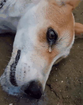 狗狗哭泣的5大原因,你能理解它的忧伤吗?