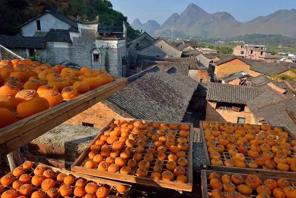 恭城月柿古民居/红岩村,竹江村乌桕滩红叶,兴坪渔火,翠平田园