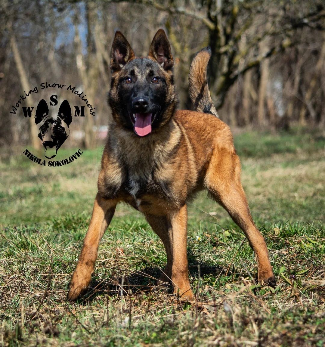 比利时马里努阿犬客厅图片