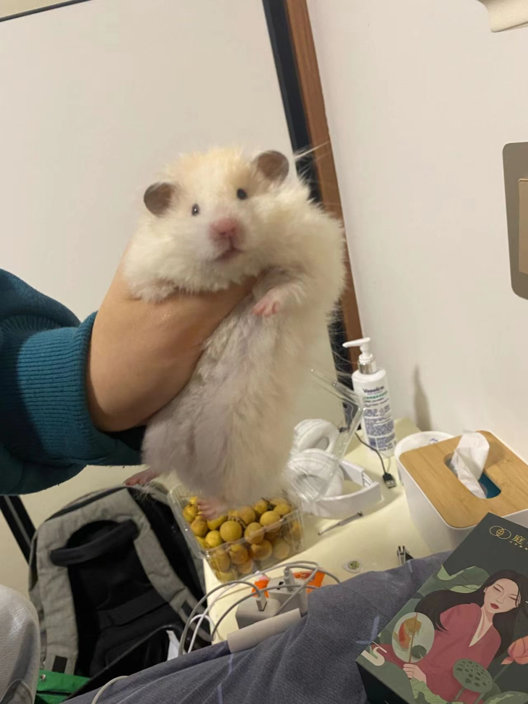 世界名鼠-叙利亚仓鼠