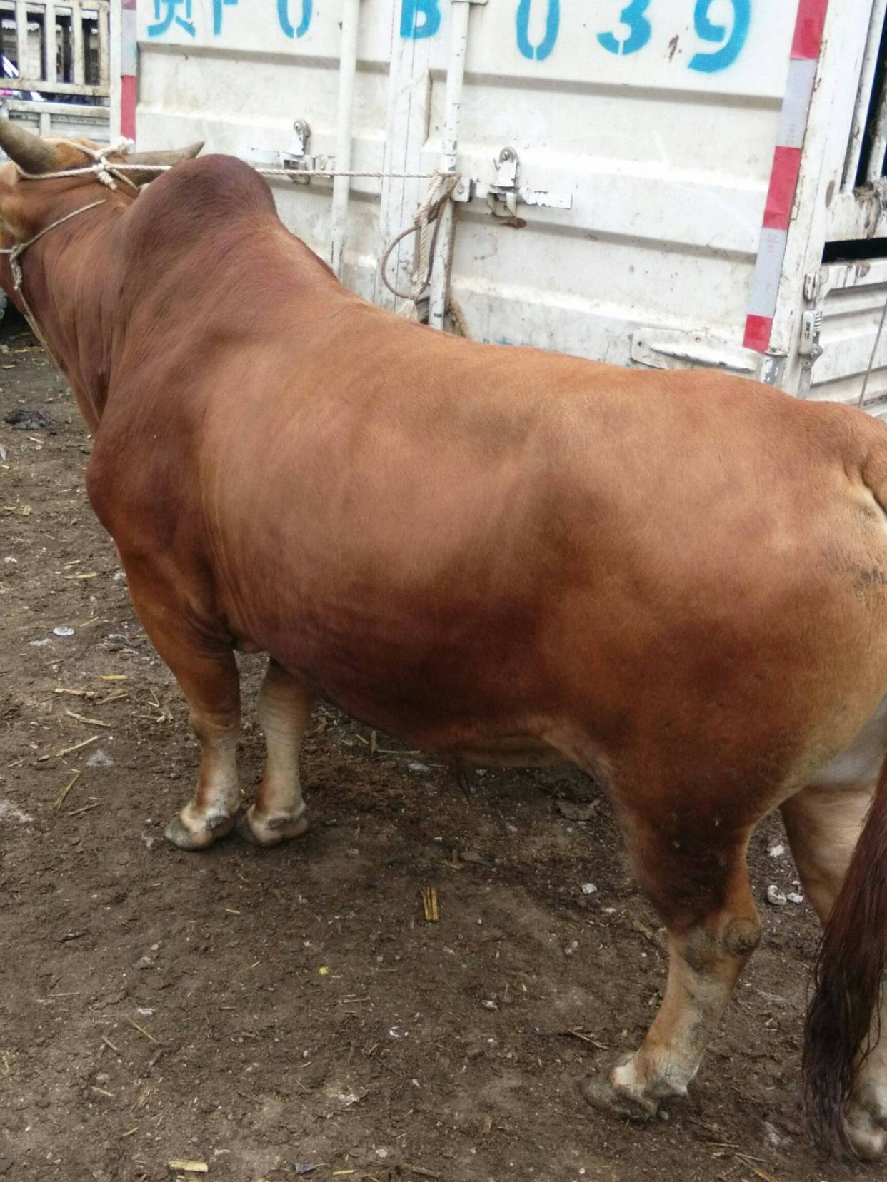 缅甸牛走私风险很大,当地人都不愿意做,大家真不要去折腾了