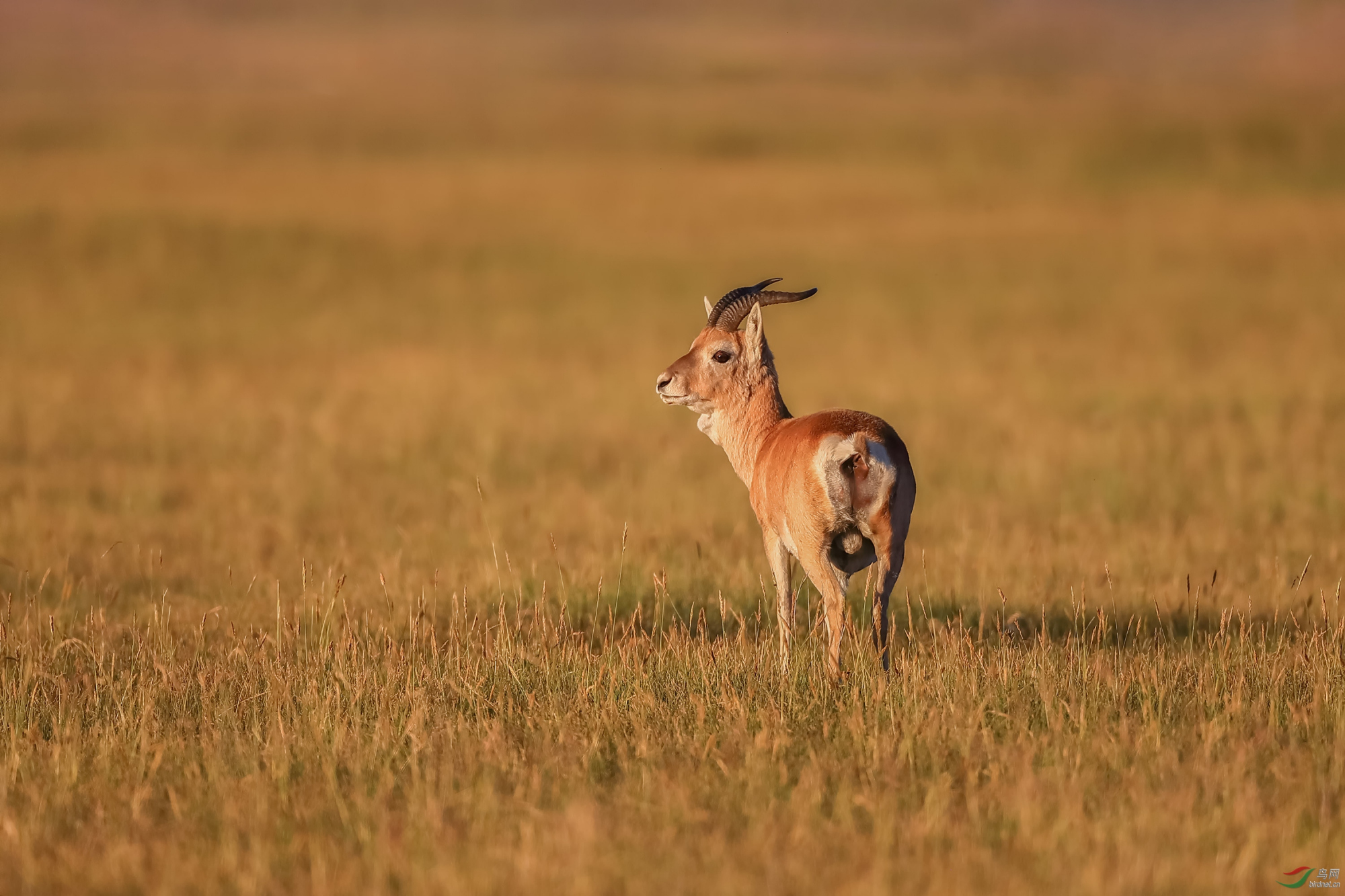 会打斗,爱游荡的蒙原羚