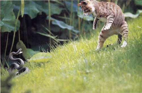 猫的天敌是什么动物?猫咪不能碰的植物有什么