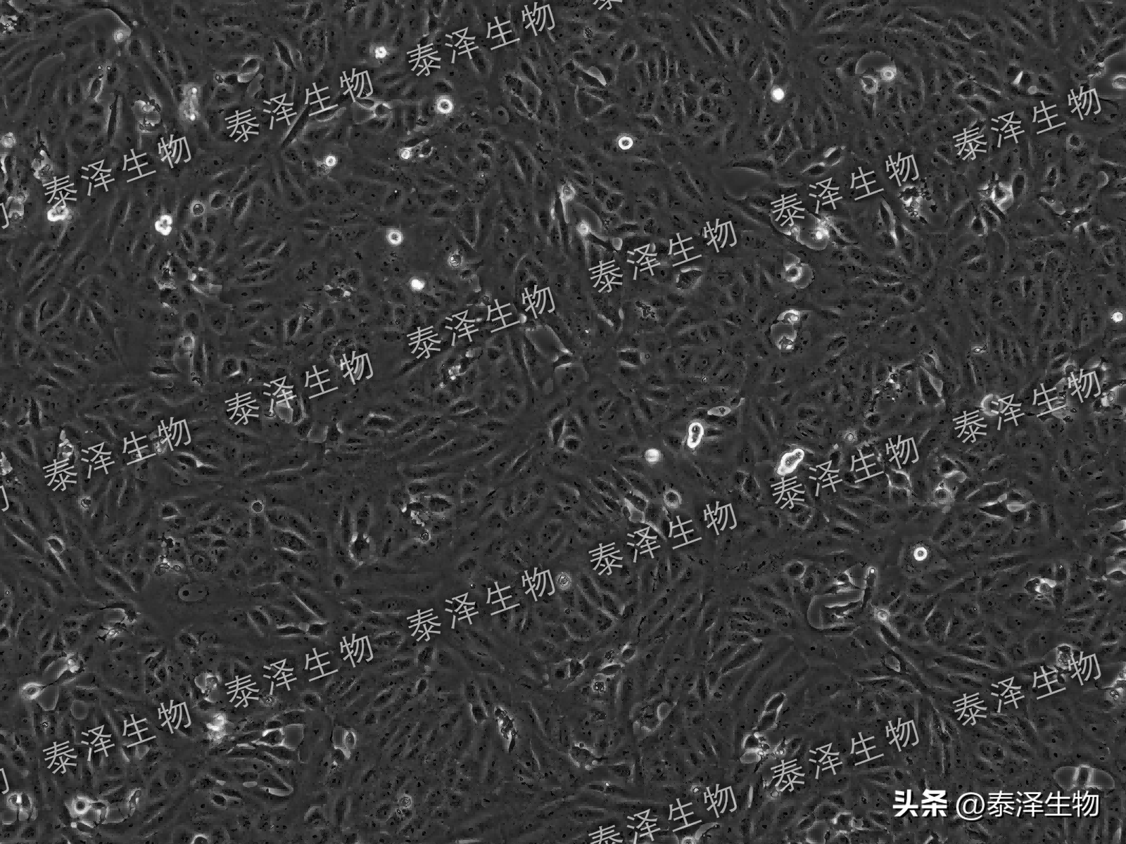 vero 非洲绿猴肾细胞 基础介绍与培养传代代