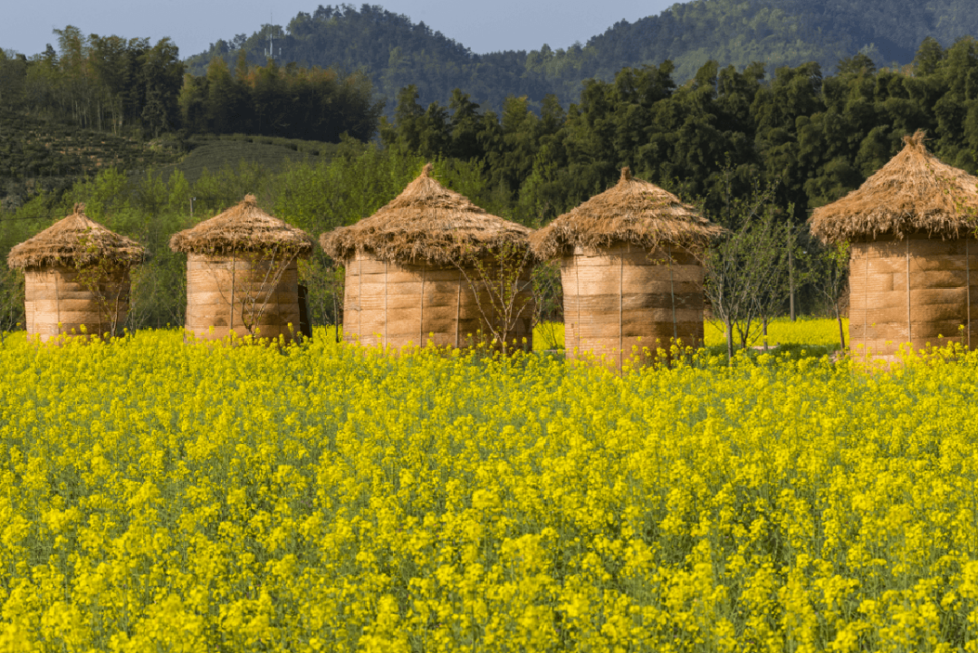 溧阳戴埠杨家村,丰收啦!