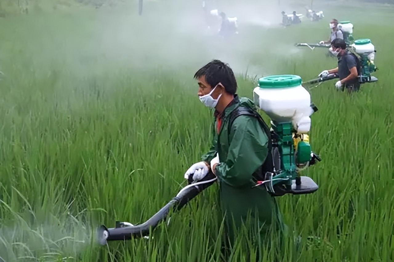 准买却不准用农民使用农药毒死蜱将面临双罚风险