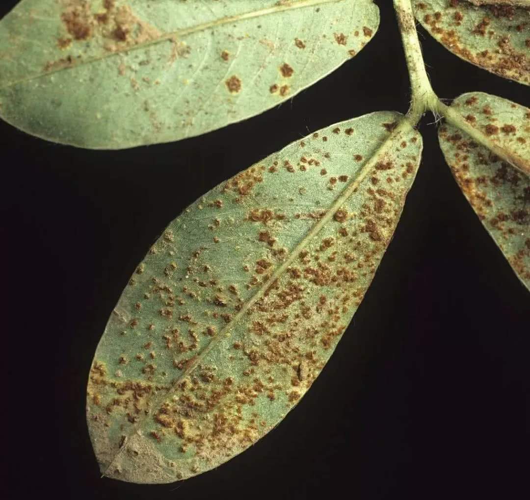 花生锈病,危害症状有哪些?又应该如何防治?