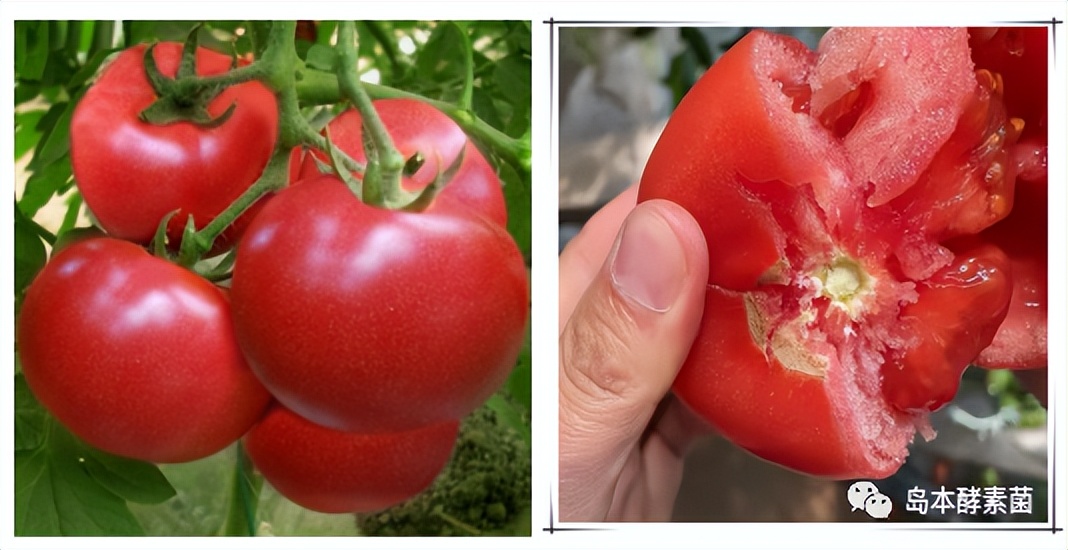 西红柿僵果,空心果什么原因?