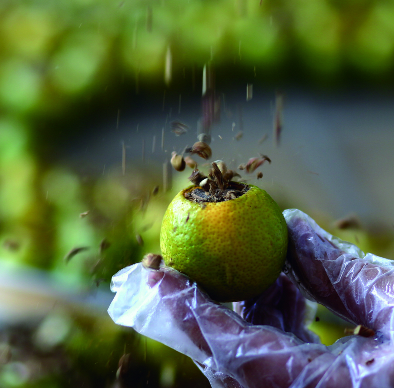温州网讯  瓯柑是温州特有的水果,已有2400来年栽培史.