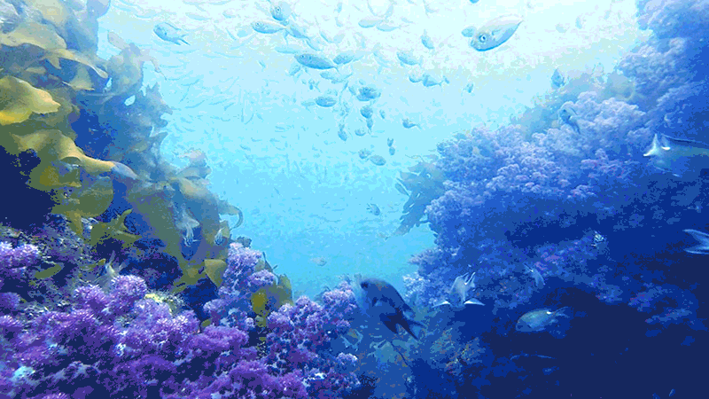 "海绵宝宝"的世界有多美?从海底出发,探寻济州岛水下的浪漫