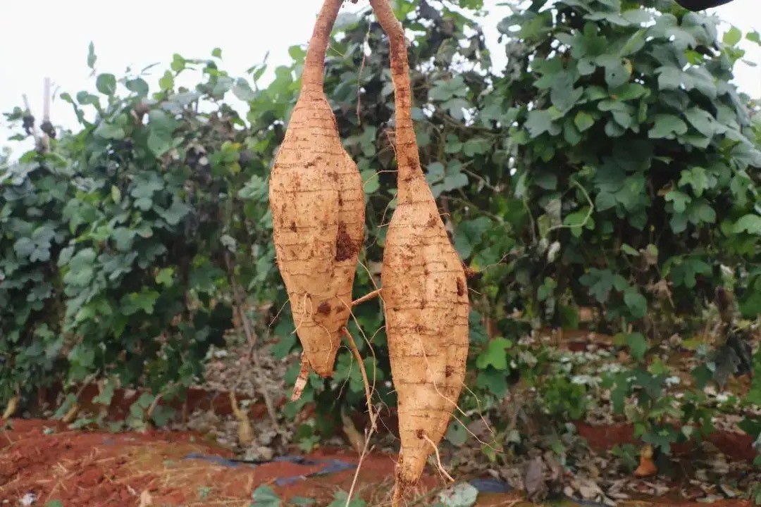 葛根在美国泛滥成灾,被称为"绿色恶魔",为何我国却大量种植?