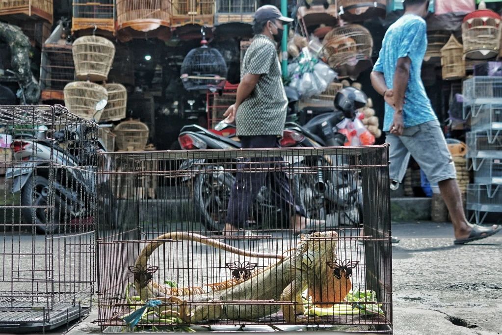 这是菜市场还是动物园?可怕的老挝野味市场,保护动物明码标价