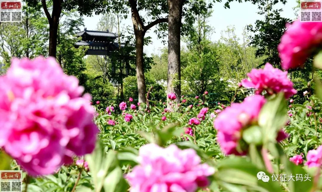 仪征枣林湾旅游景点昨游人如织