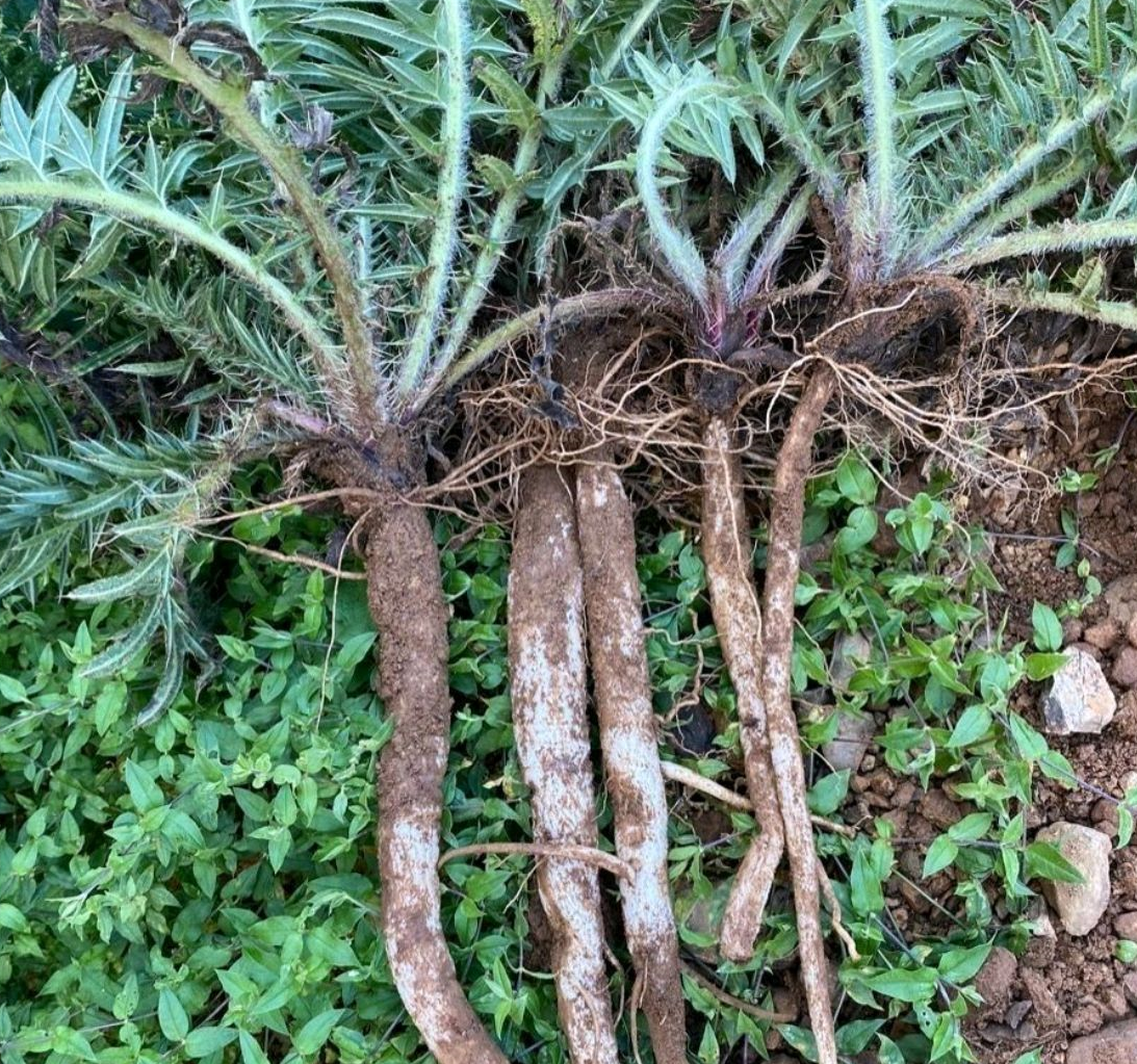 俗称马刺根,只要根不要叶,炖排骨很香,很多人去山里挖