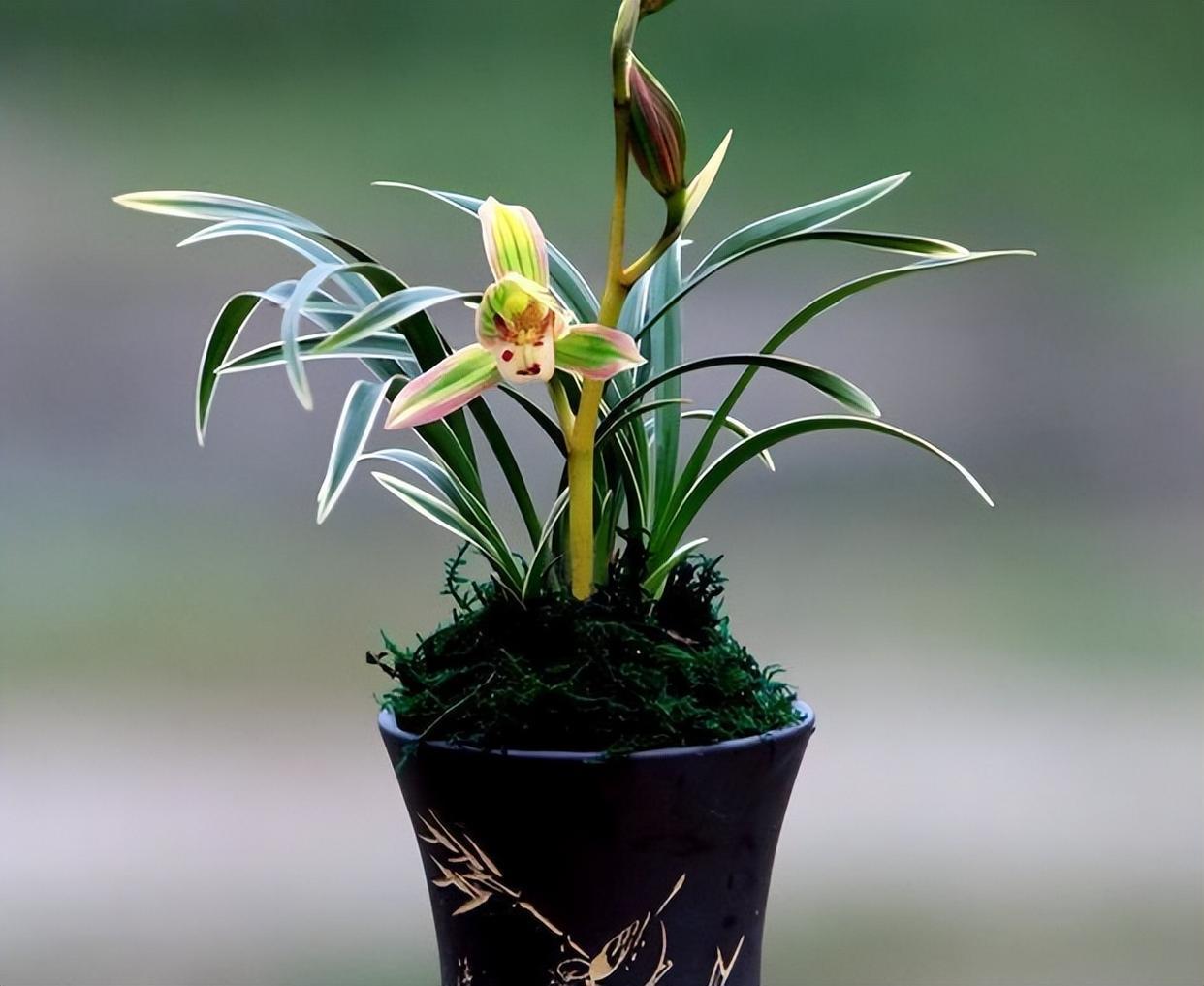 兰中极品"帝王妃",花开双色,香气奇特,叶片圆润,养兰首选