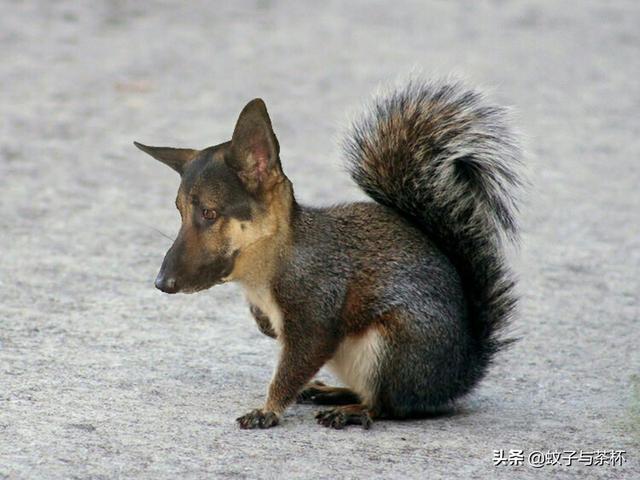 妈呀!我看到一只"马鸭"