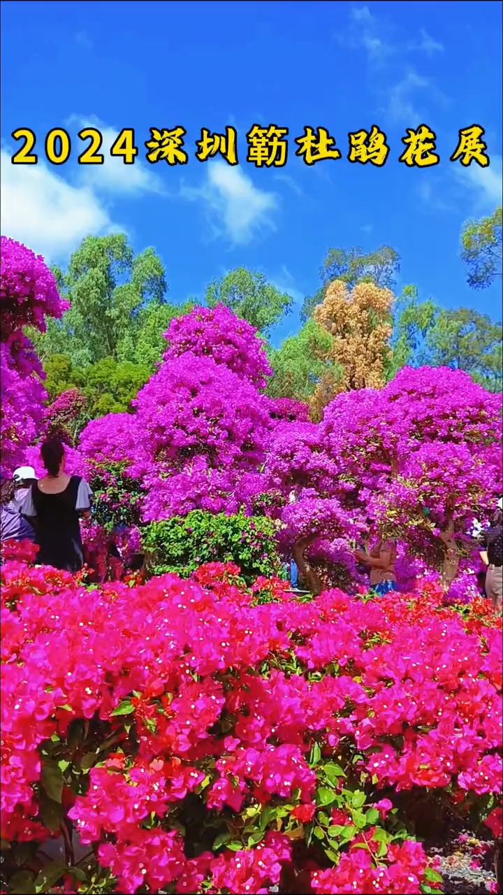 深圳的莲花山公园簕杜鹃花展又来啦!11.9至11.17日展出