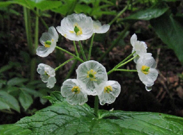 深山老林里才有的花