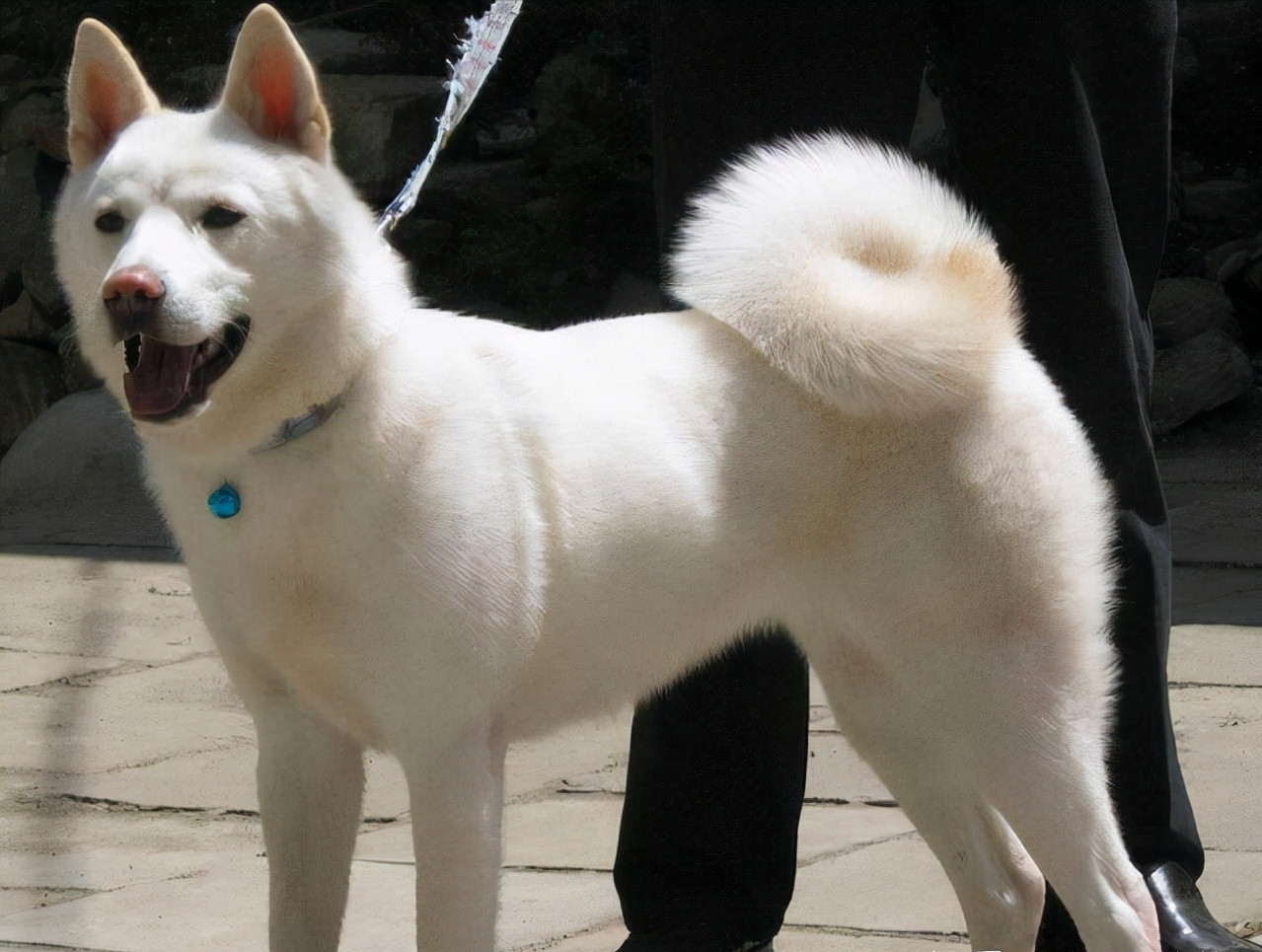 为什么越来越多人养"卷尾巴"的狗狗,网友:养了就不想换狗了