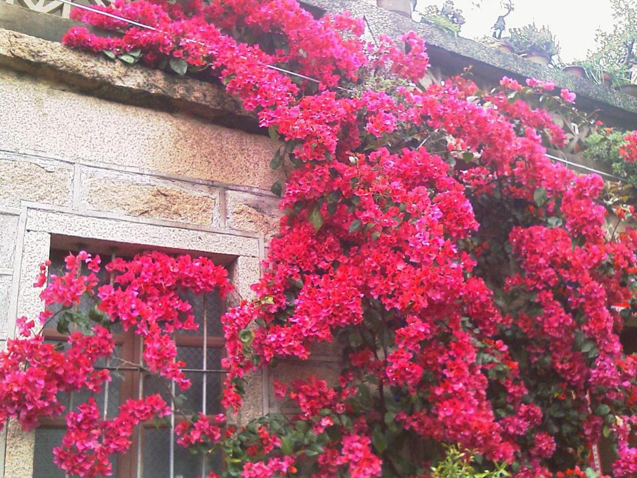 藤本类的巴西三角梅,打理简单,花开似海,形成花墙,让人惊叹