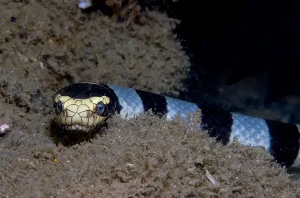 世界毒蛇- 杜氏剑尾海蛇