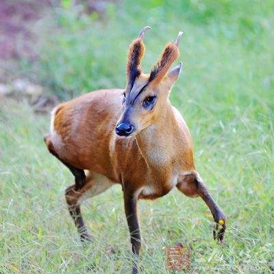 食草动物有哪些?
