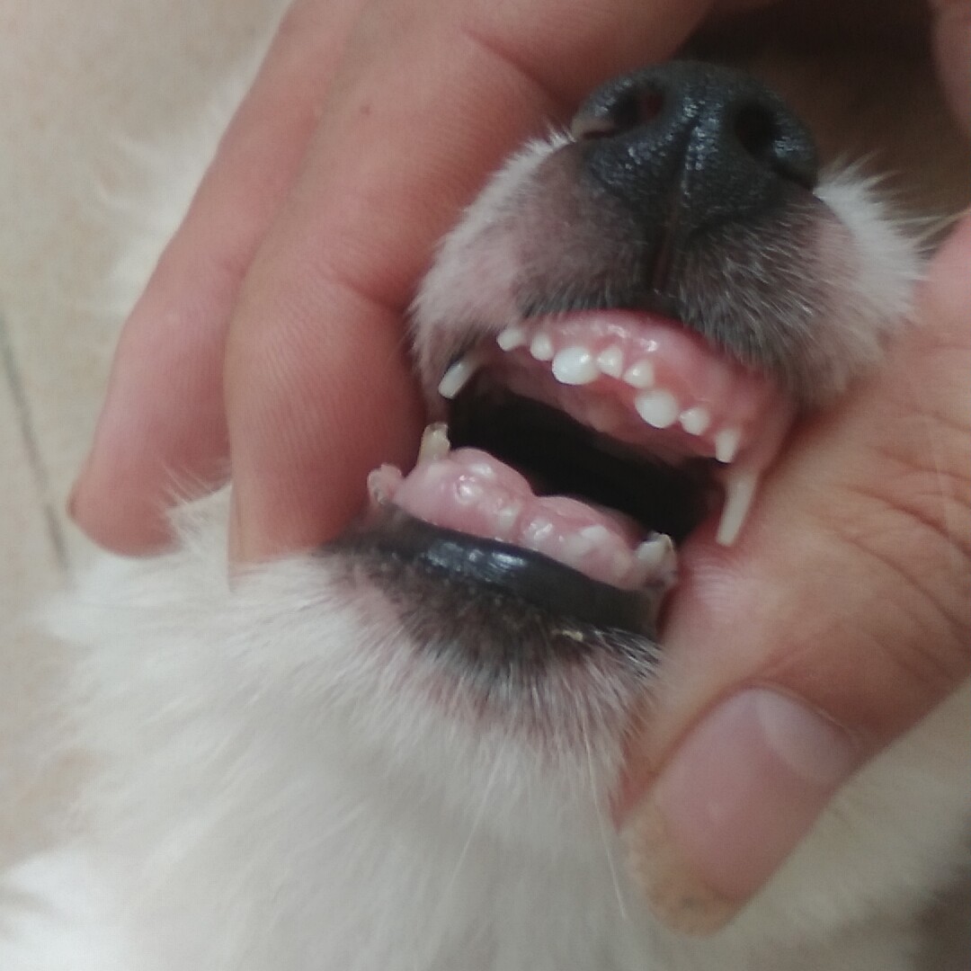 养狗必备知识:狗狗换牙期注意事项