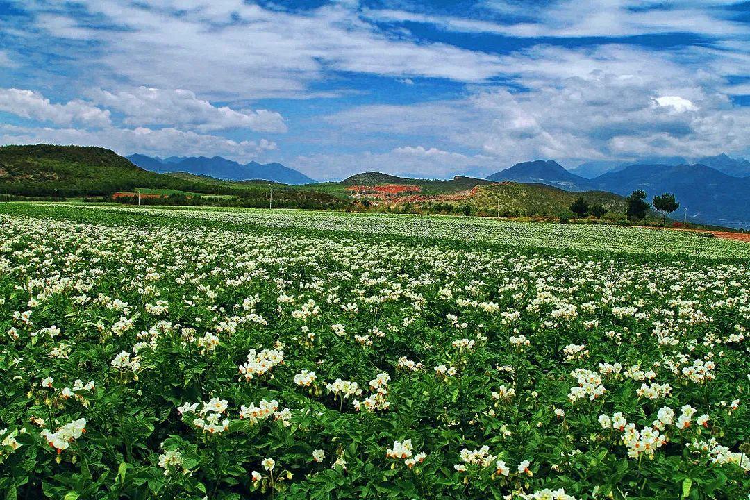 洋芋花图片大全图片