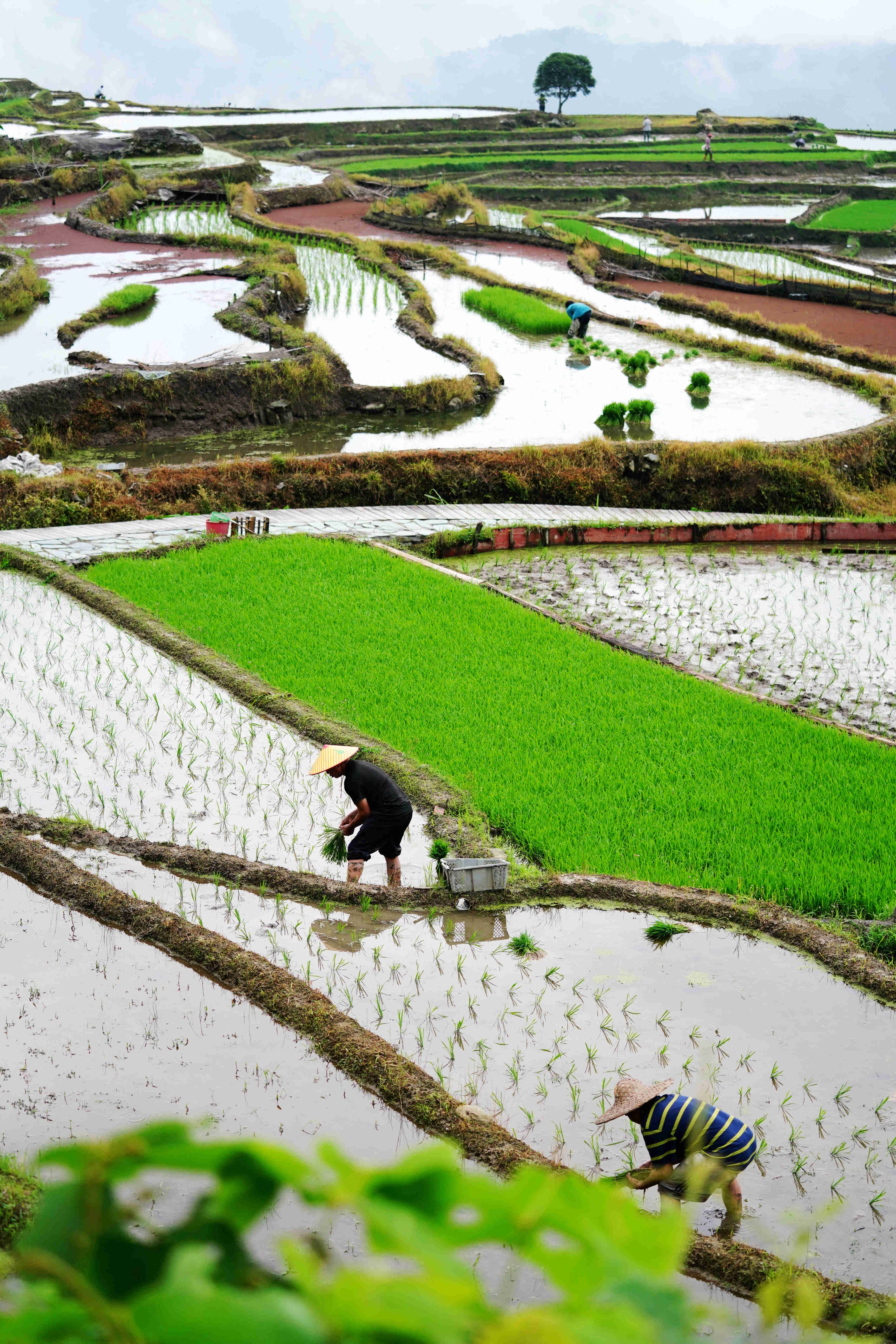 广西龙胜:如画梯田劳作忙