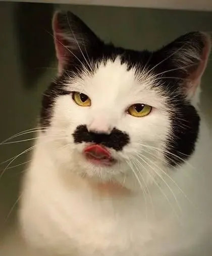 不!它们是干大事的料!