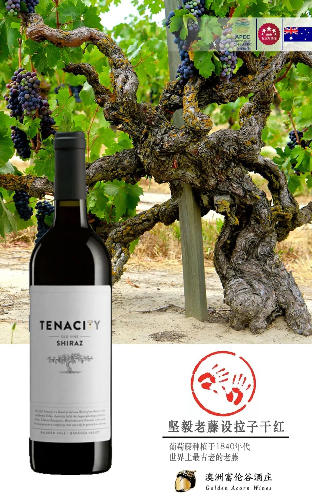 多老才算老藤?为什么老藤葡萄酒更加珍贵?