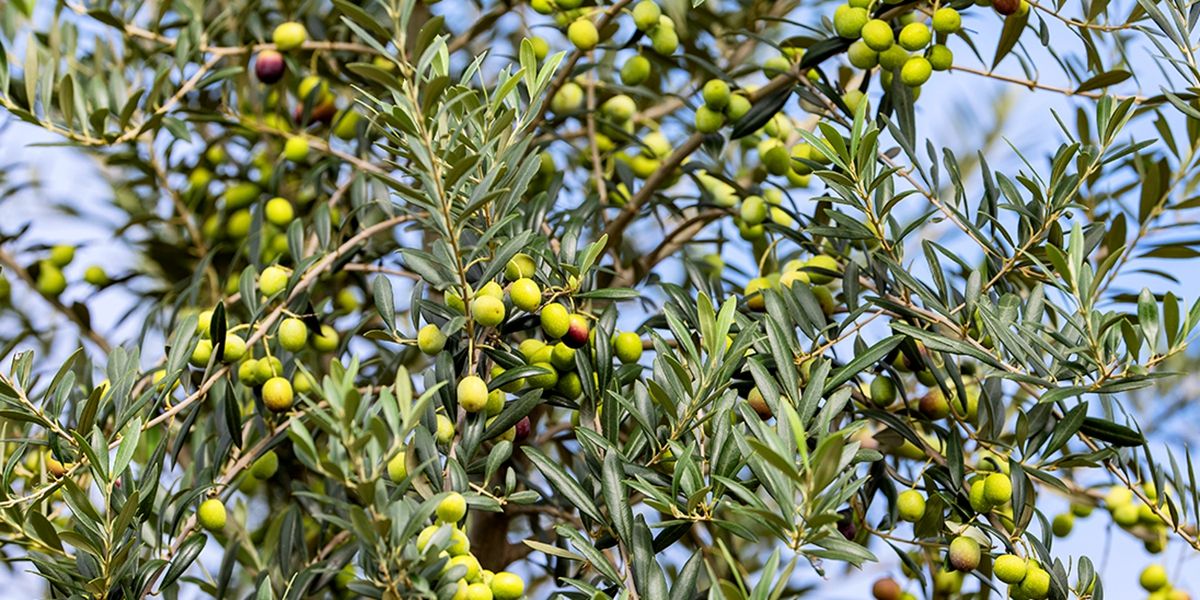 油橄榄种植技术要点