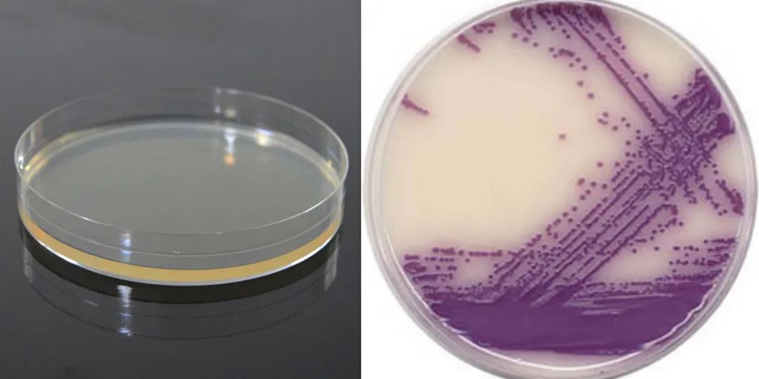 当微生物化身艺术品……