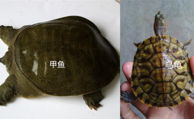 同样都是龟鳖目动物,为何吃甲鱼的多,很少有人吃乌龟?