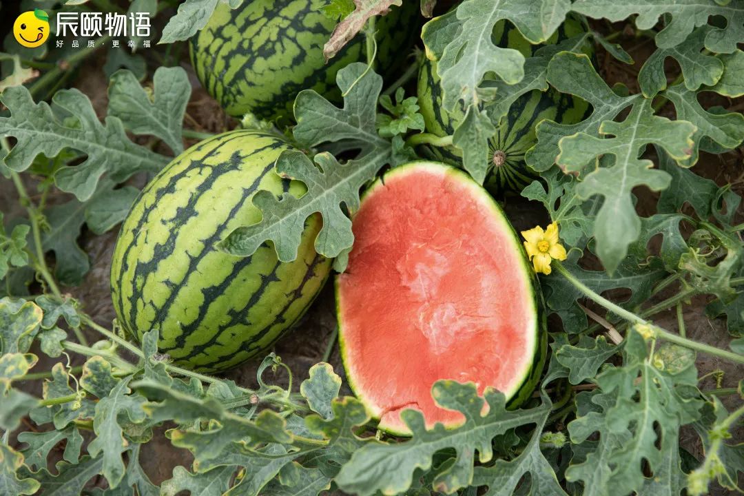 辰颐物语:人类高质量西瓜,必须是2k西瓜这样!