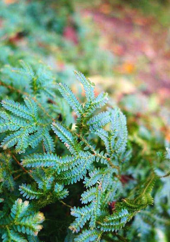 这草软软的匍匐生长,知道的人少叫翠云草,吊着养更具观赏性