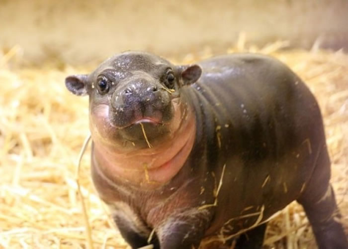 澳洲悉尼皇家阿尔雷德亲王医院实验狒狒逃走 成功捉回