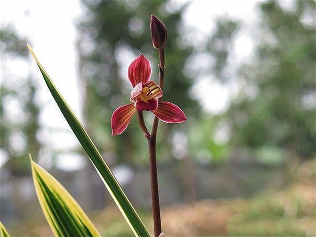 墨兰矮种"红神荷",花色鲜红,香味持久,叶艺完美,上盆效果棒