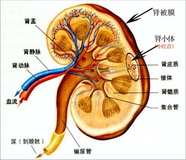 肾脏结构