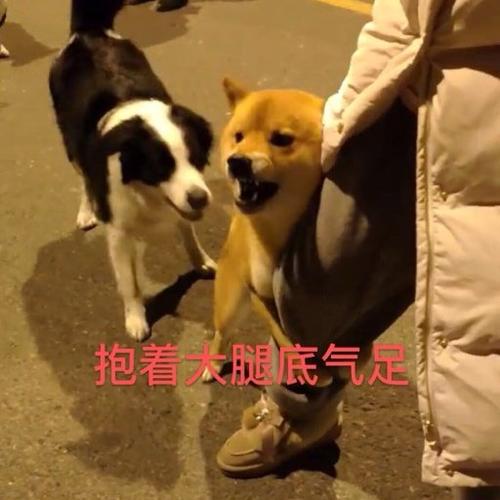 狗狗"抱大腿"有这些含义,很多人都错了