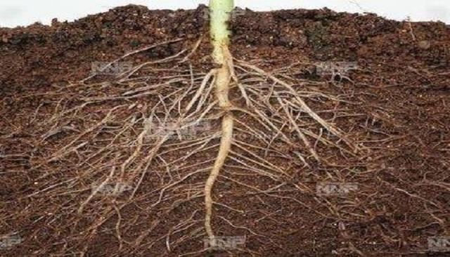 根生长的原因