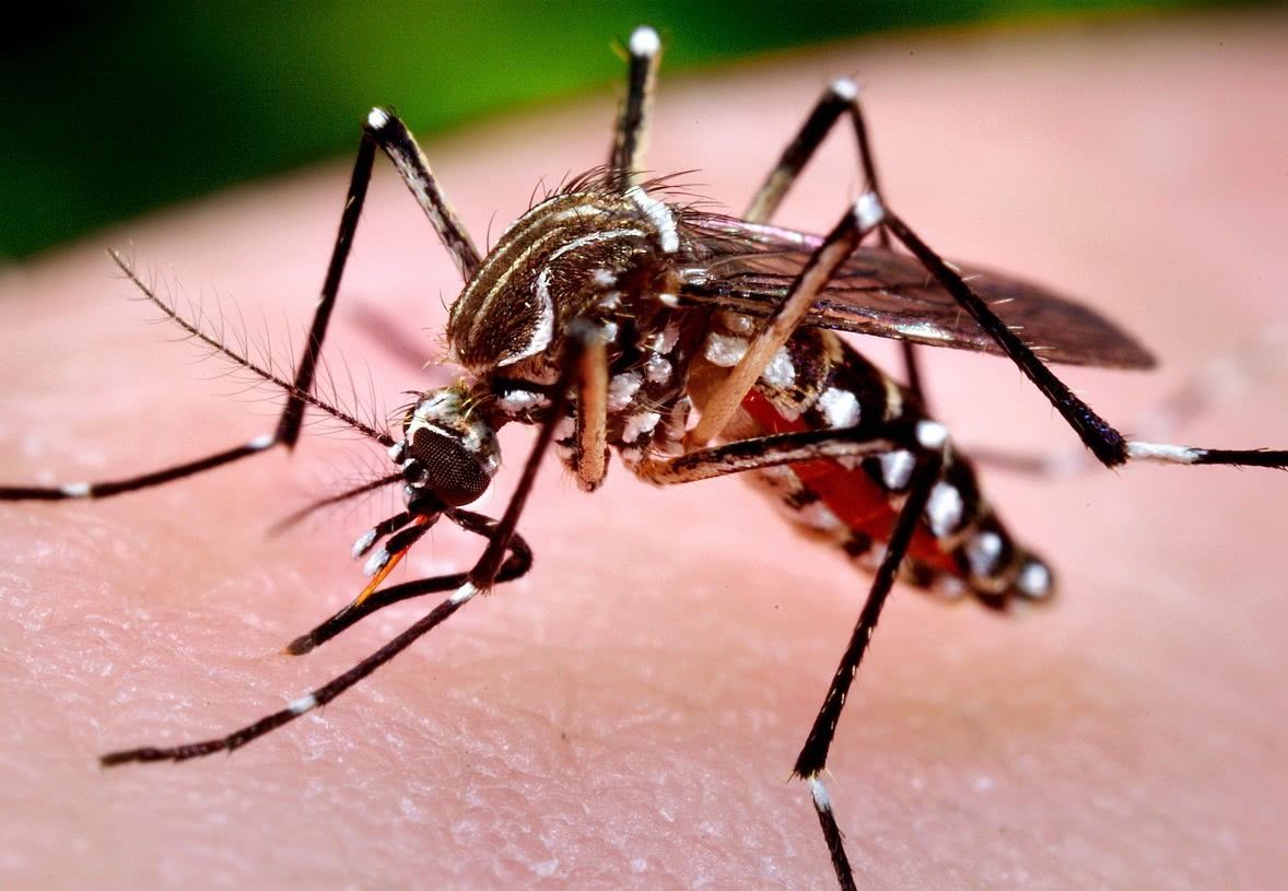 夏天人人"喊打"!花蚊子偷渡近50年,"全民公敌"要如何消灭它