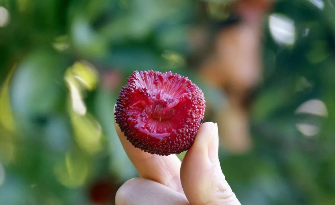 一想到挂在树上红得发紫的杨梅,酸酸甜甜,顿时口齿生津