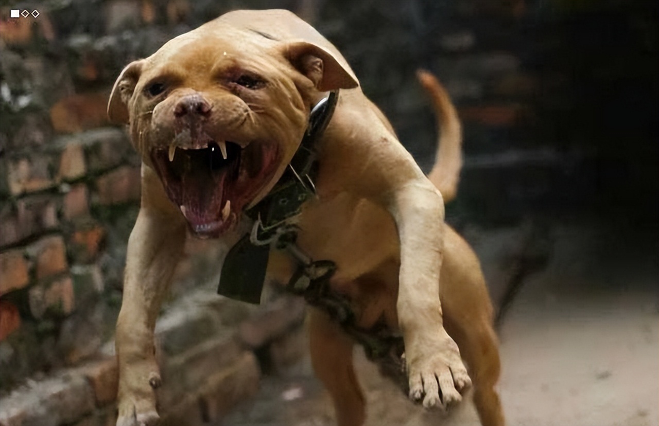 遇上"疯犬"咬人怎么办?不要怕,打它这几个部位,一击就见效