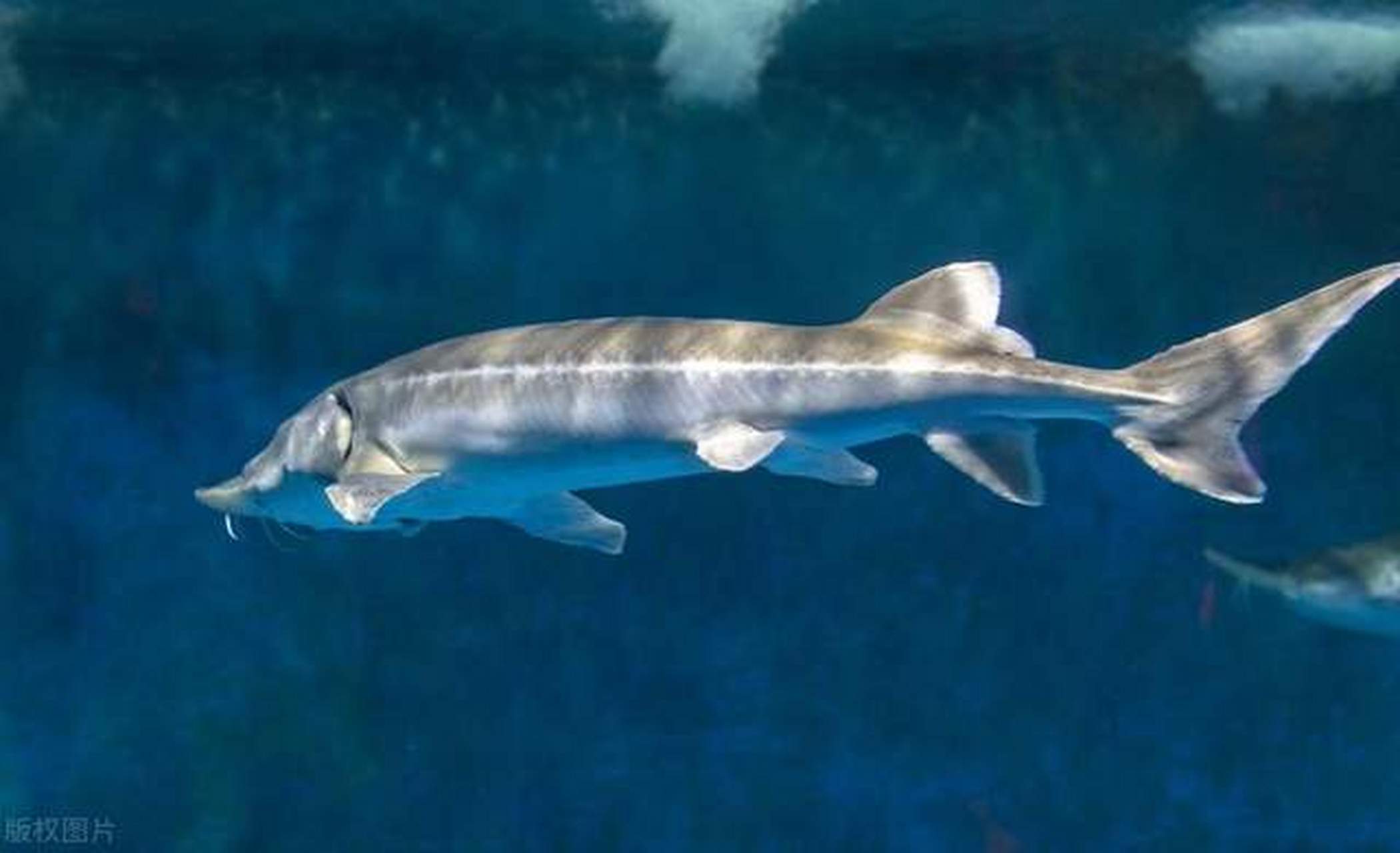 两年后,长江生态恢复迅速,濒危物种如中华鲟,江豚,白鲟等受到关注.